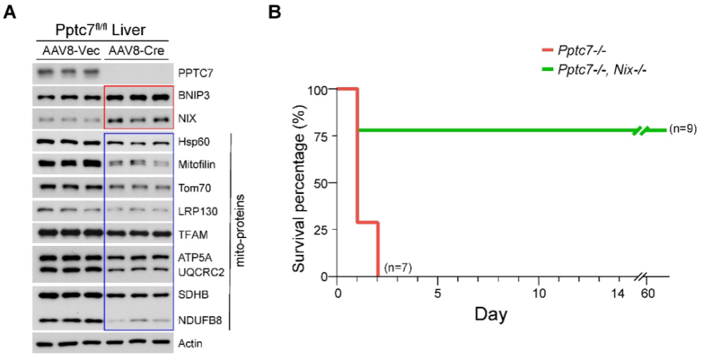 Molecular Cell | 蒋辉实验室揭示线粒体自噬的感知和抑制因子PPTC7及其对线粒体数量的调控作用_腾讯新闻