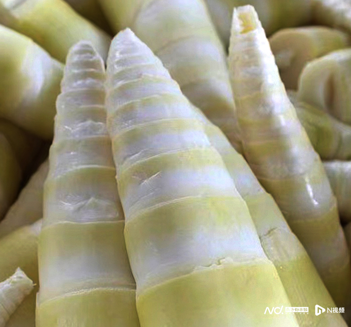 清远英德西牛:麻竹笋破土拔节丰收在望_腾讯新闻