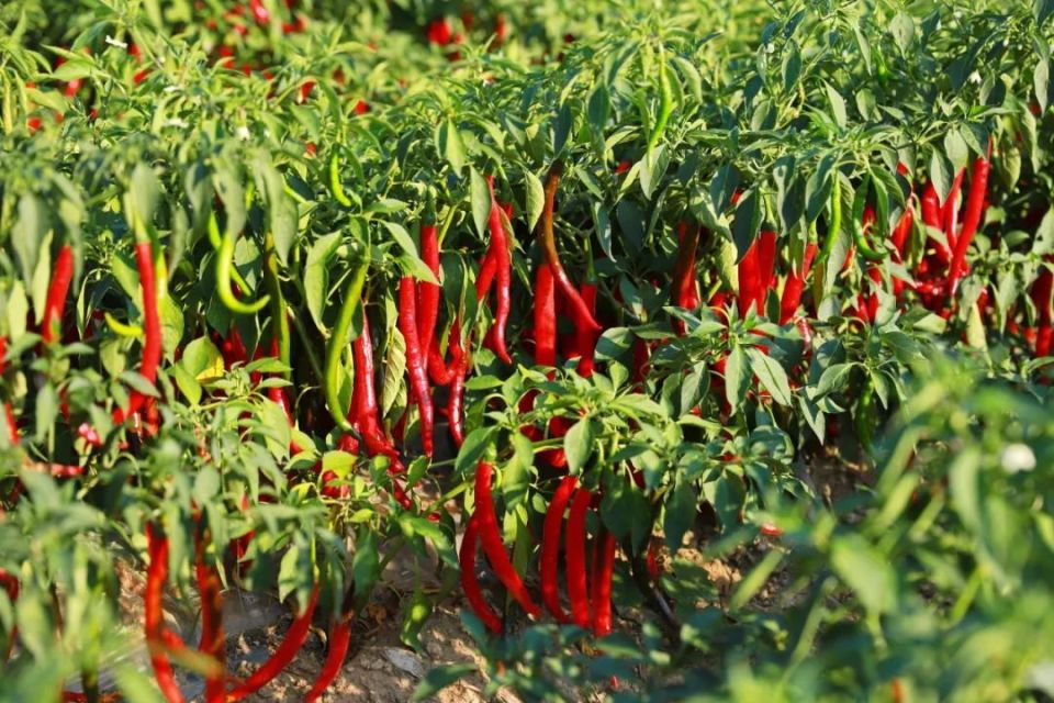 年产值300万元,峰峰这里辣椒大丰收!