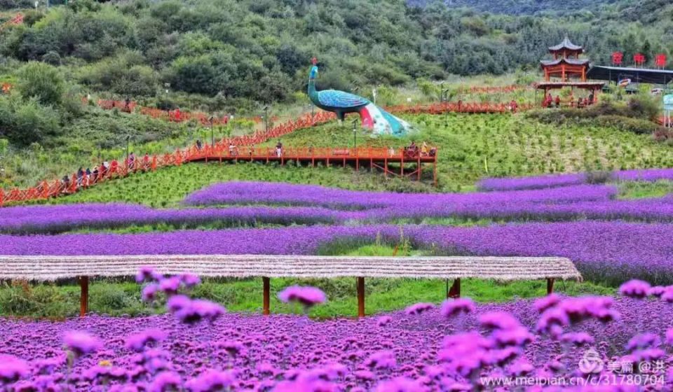 线路简介海东赏花资源丰富,平安杏福岭杏花娇艳欲滴,乐都下寨村梨花洁