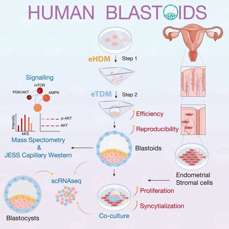 Cell Stem Cell：吴军/于乐谦团队建立新一代人类“类囊胚”并探索母胎对话_腾讯新闻