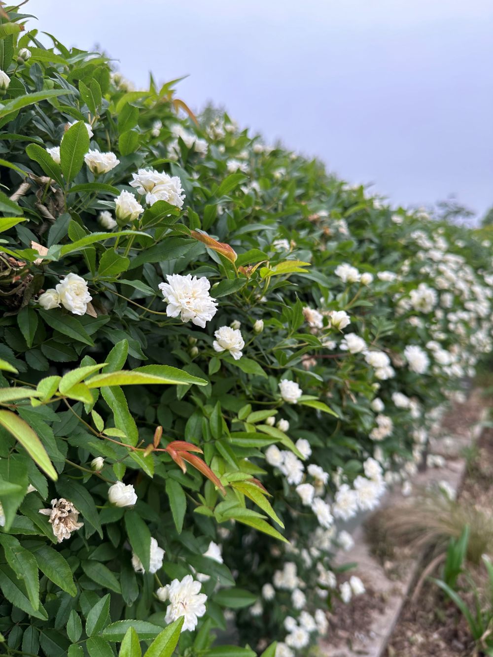 木香花图片高清图片