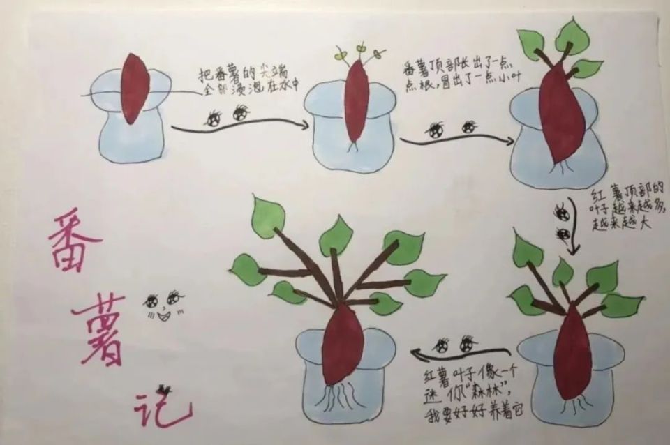 芋头的生长过程简图图片