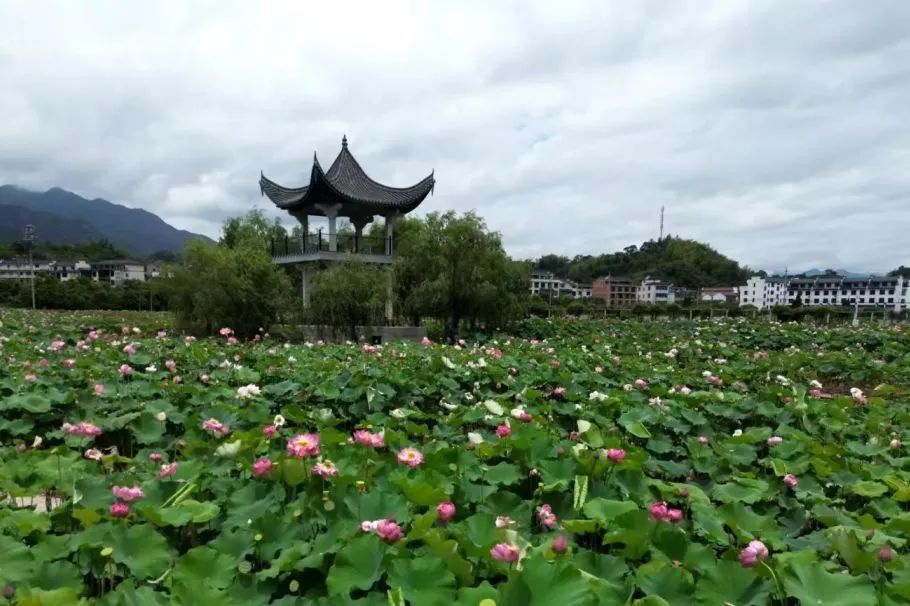 晨起漫步公园,穿过长桥下行不远就能看到,这里周边均有设计观景台,供
