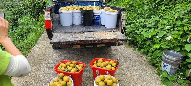 开阳县花梨镇:100余亩翠冠梨喜迎丰收 鼓起果农增收"钱袋子"