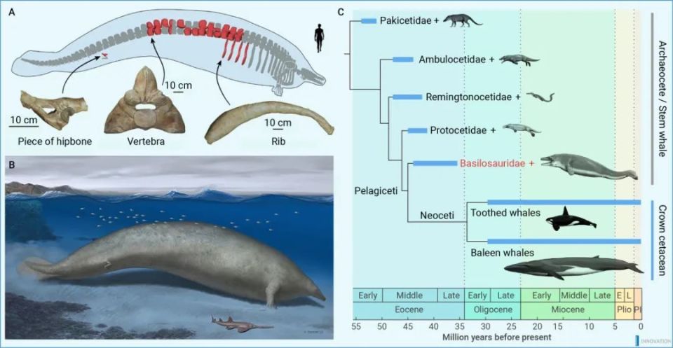 the innovation | 科研人員發現史上最重動物化石_騰訊新聞