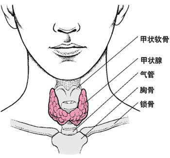 甲状腺锥状体图片