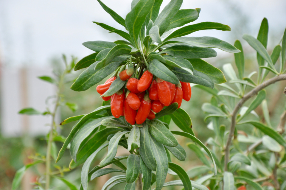 六月枸杞树树红,相约七月"采明珠":甘肃靖远28万多