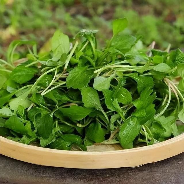 鲜掉牙的马兰头，春分食用正当时_腾讯新闻