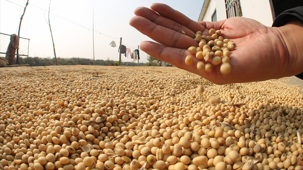 6月18日调整后92号汽油价格,豆粕价格如何?