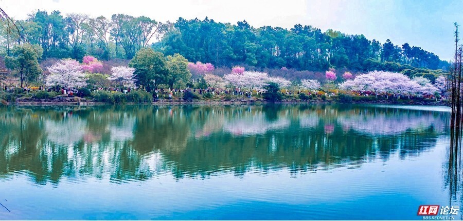 【每日一图@湖南】芳菲三月,湖南省植物园樱花"镜"放