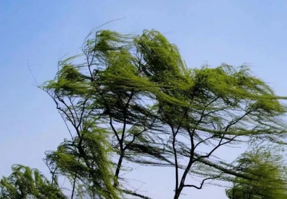 局部10级!河南发布大风蓝色预警