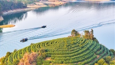 春日茶园侨乡新貌