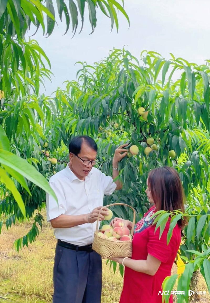 花都千亩桃园的甜桃开摘,一年一度的"蟠桃盛会"终于来了_腾讯新闻