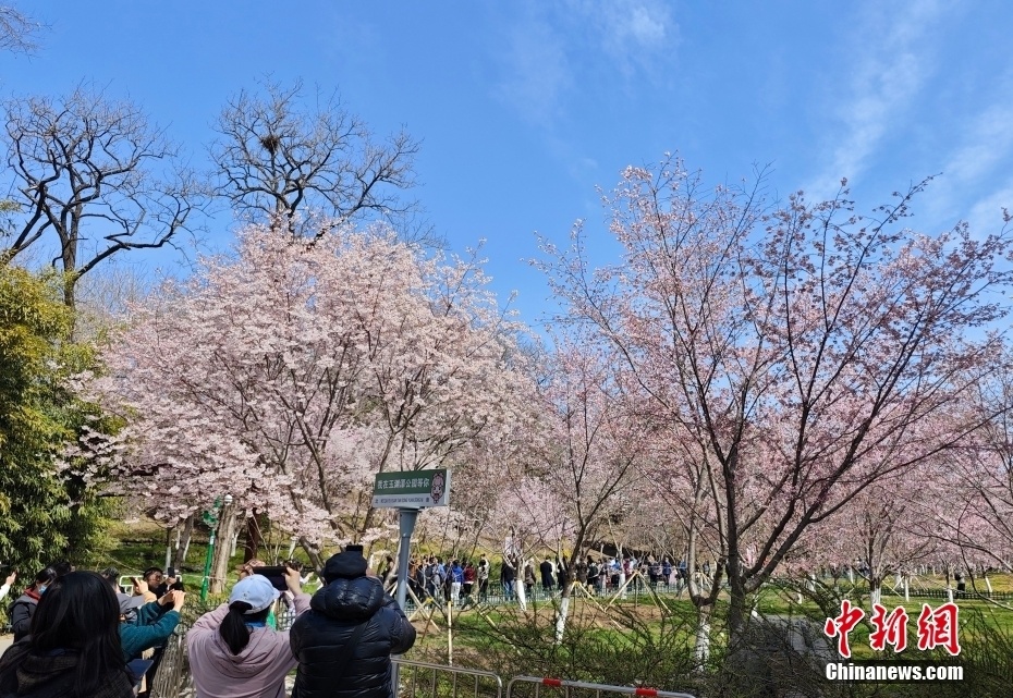 玉渊潭公园赏花图片