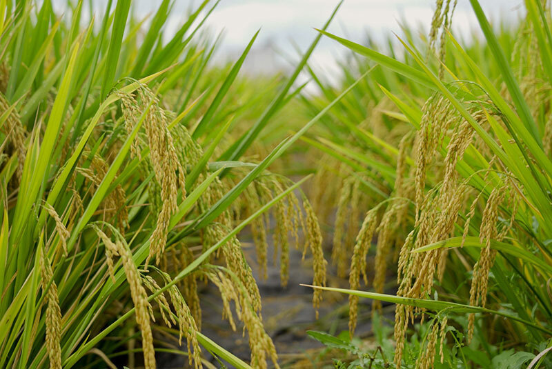 1186公斤袁隆平超级杂交水稻亩产再创新高