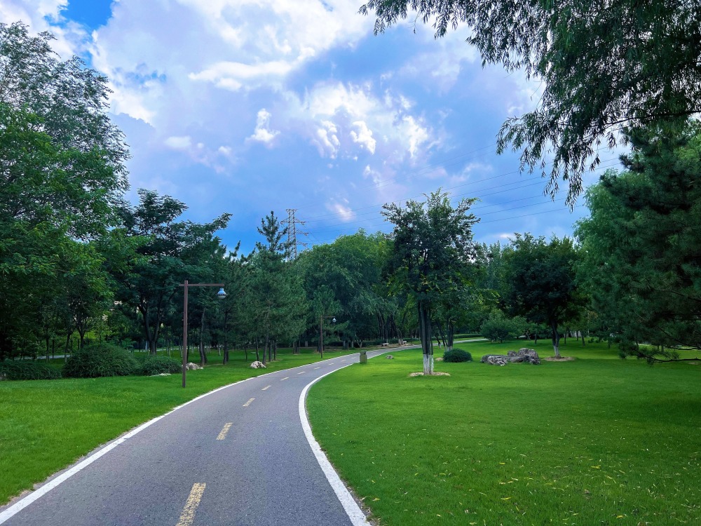 The Rise of Quadruped Robots