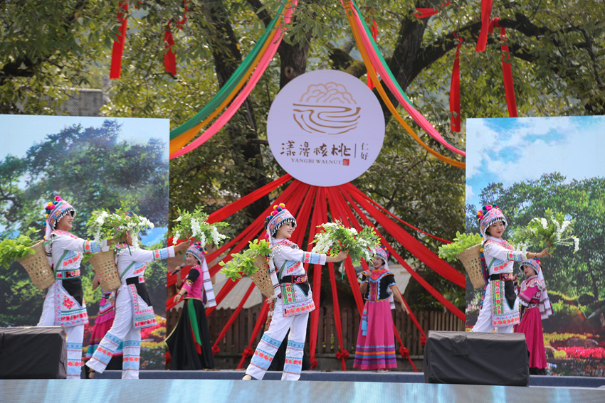 9月23日,云南大理漾濞核桃节开幕,图为开幕式上的少数民族歌舞展演