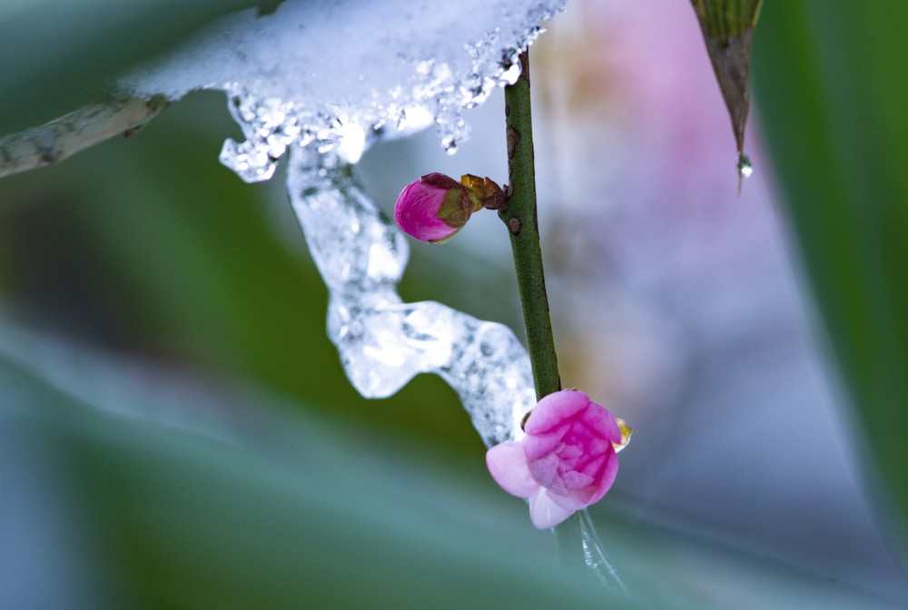 雪中紅梅更嬌豔