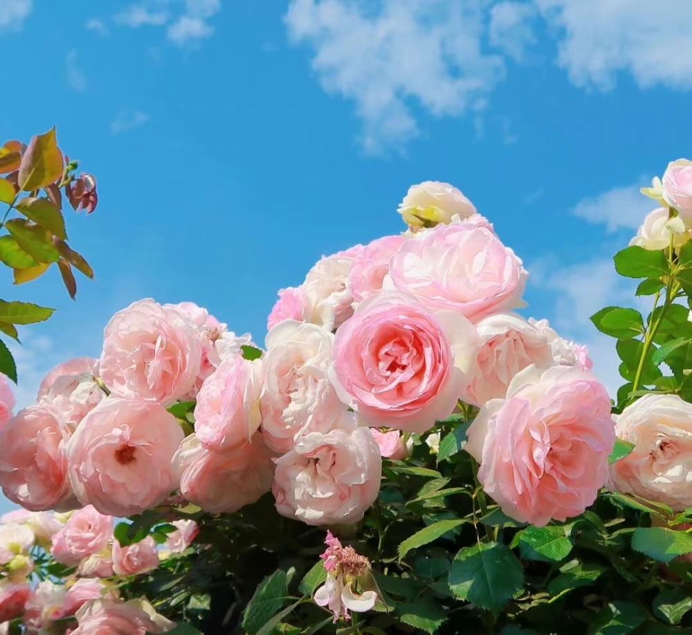 东营的初夏,浅浅的浪漫