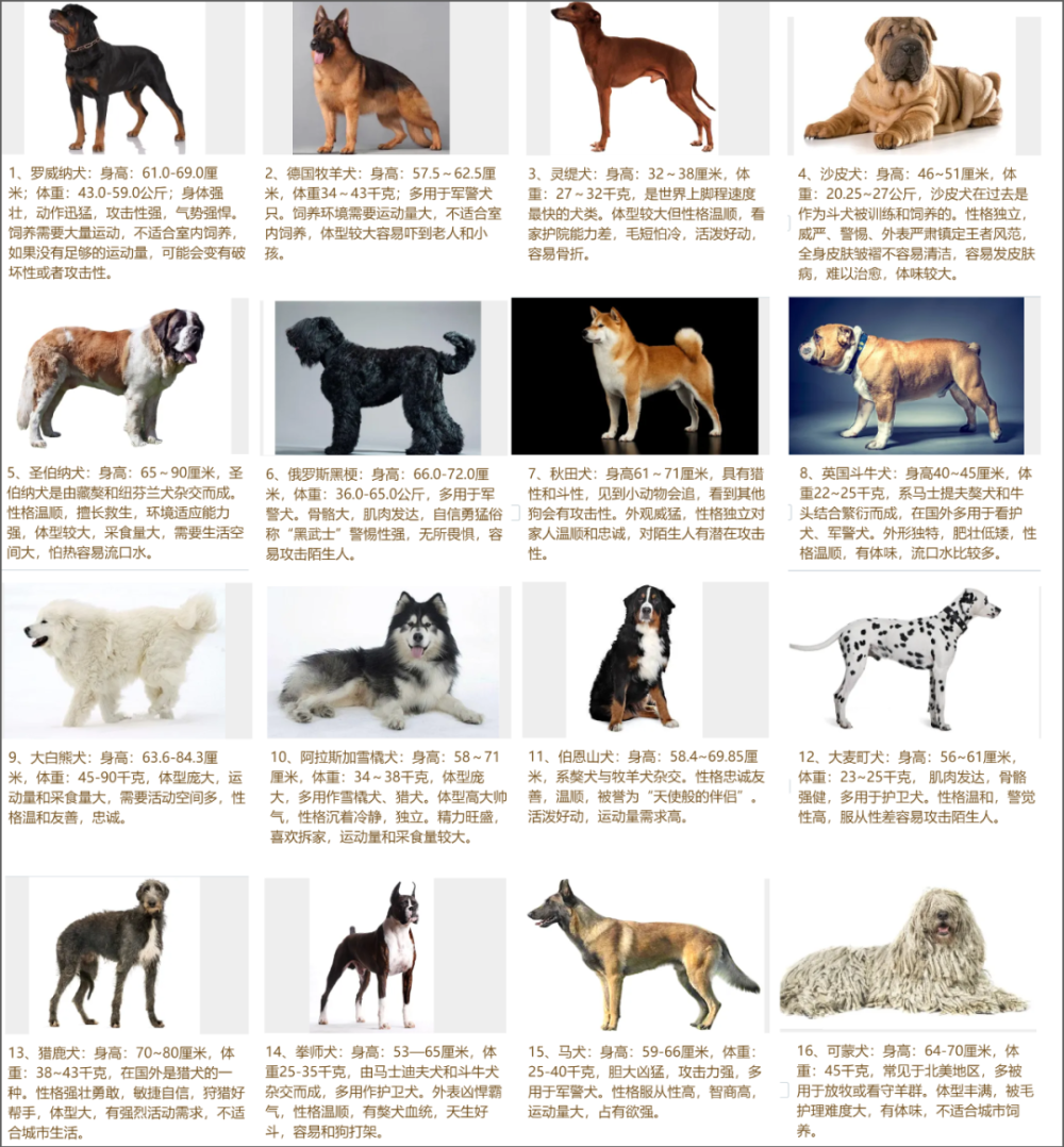 中国十大禁犬允许图片