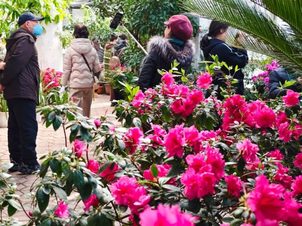 吉林市江南公园杜鹃花展启幕