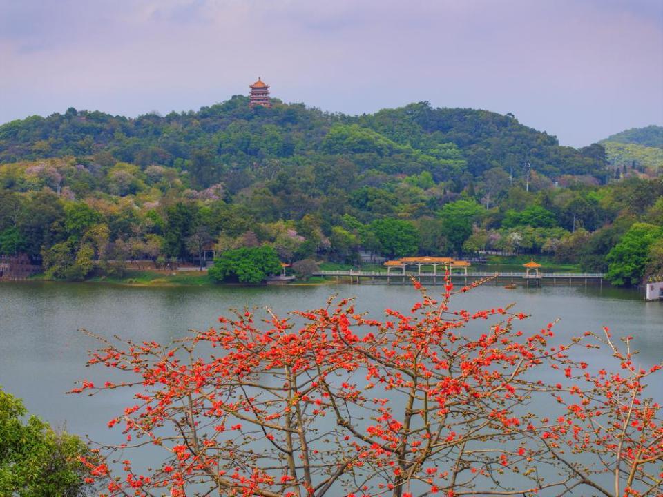 在最美花路邂逅春天,广州白云山麓湖景区杜鹃盛放