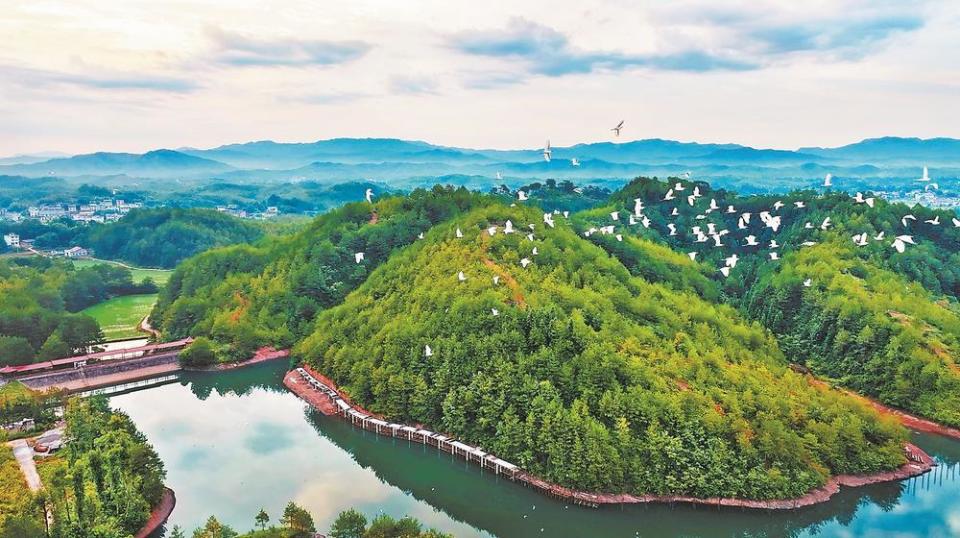 宁化县水土保持科技示范园:白鹭成群觅食