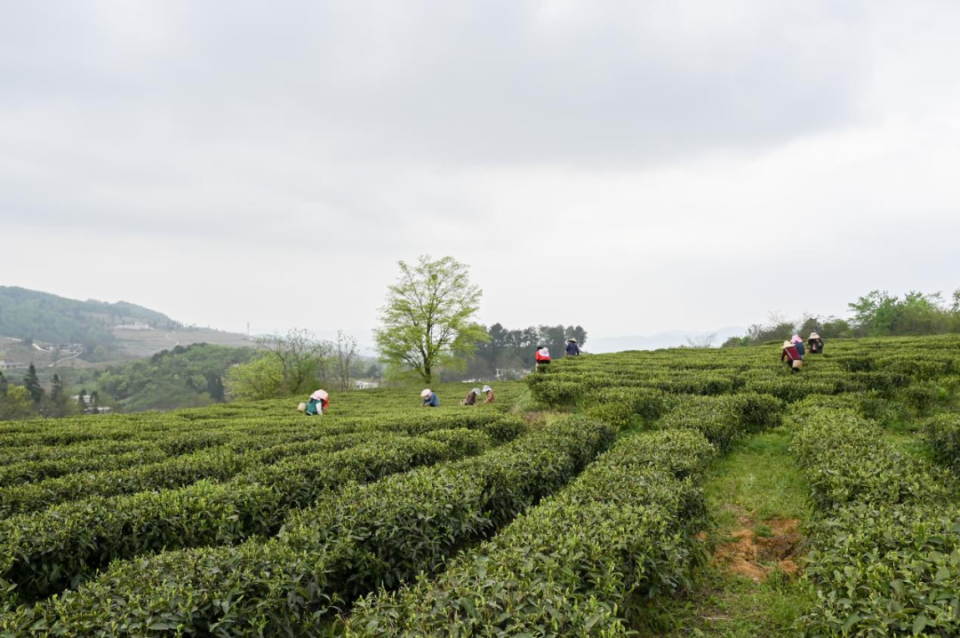 上春山·品春茗 息烽县石硐镇举行采茶节活动