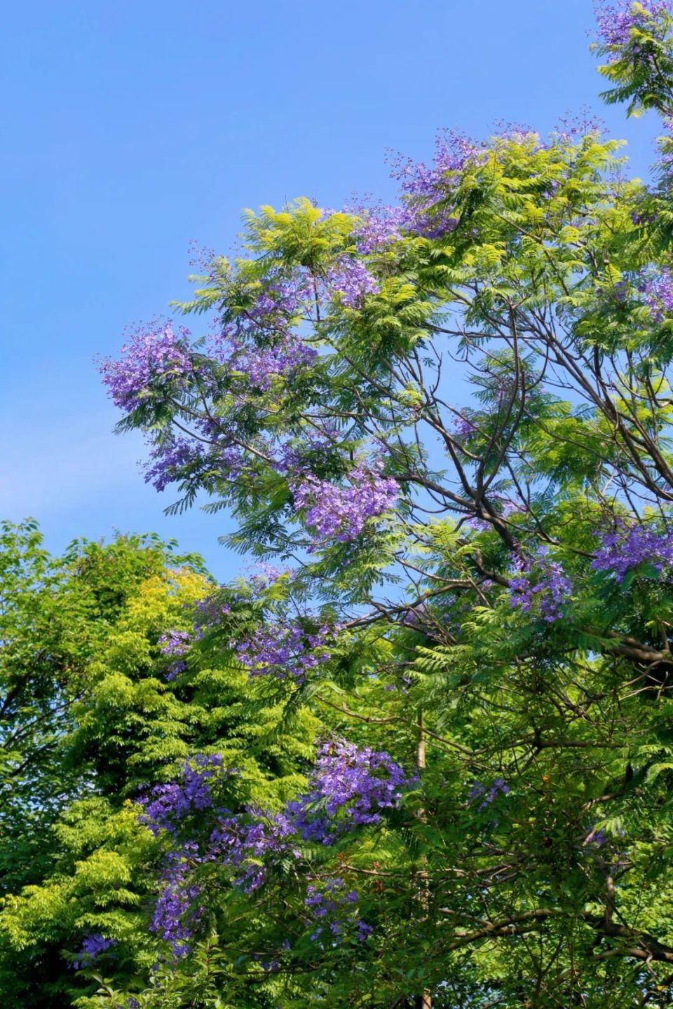 都江堰蓝花楹绽放,夏日限定浪漫来了