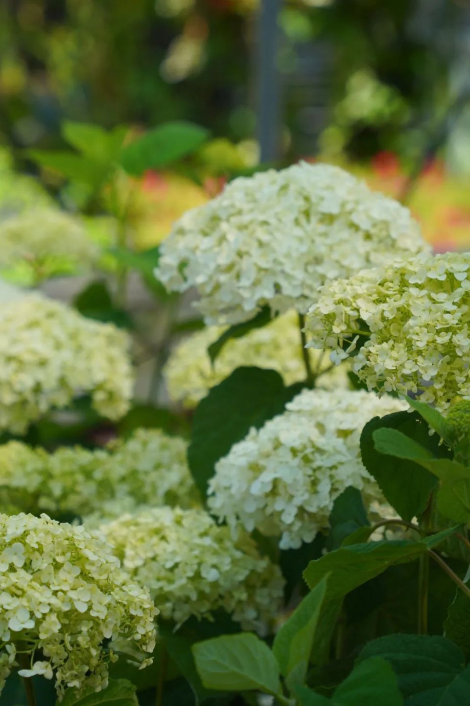 绣球花的秘密基地被我们找到啦!来这里,与夏日浪漫撞个满怀吧