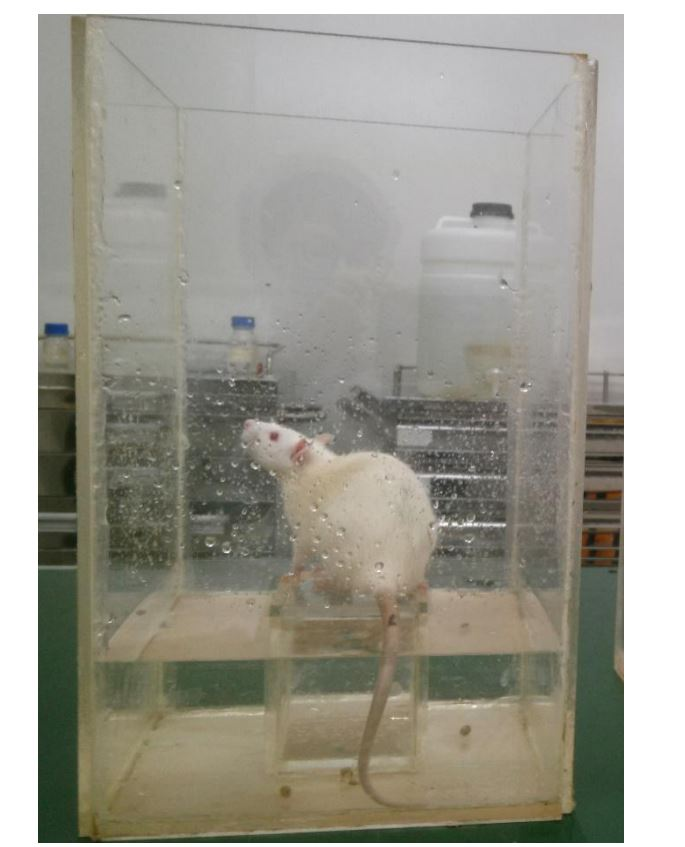 体重于每日上午8时测量并记录每只大鼠体重,计算大鼠体重增长克数.