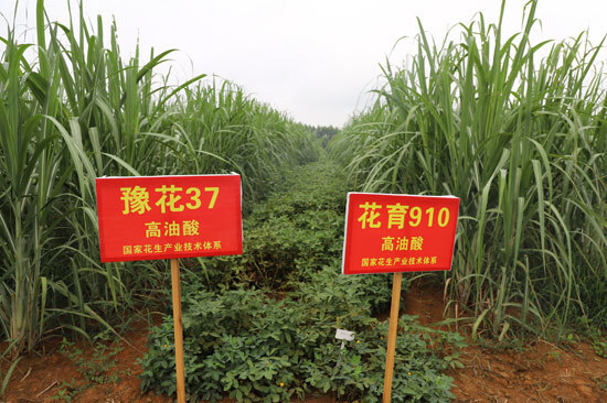 [南方生姜网-图片加载]