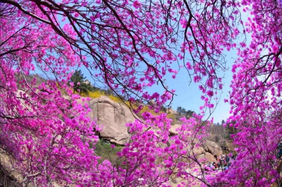 2024青岛大珠山杜鹃花预报新鲜出炉_腾讯新闻