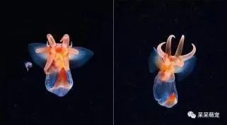 通过对海天使的研究,科学家们可以深入了解海洋生态系统的结构和功能