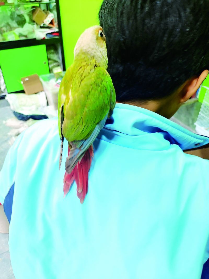 养鸟请当心谨防鹦鹉热