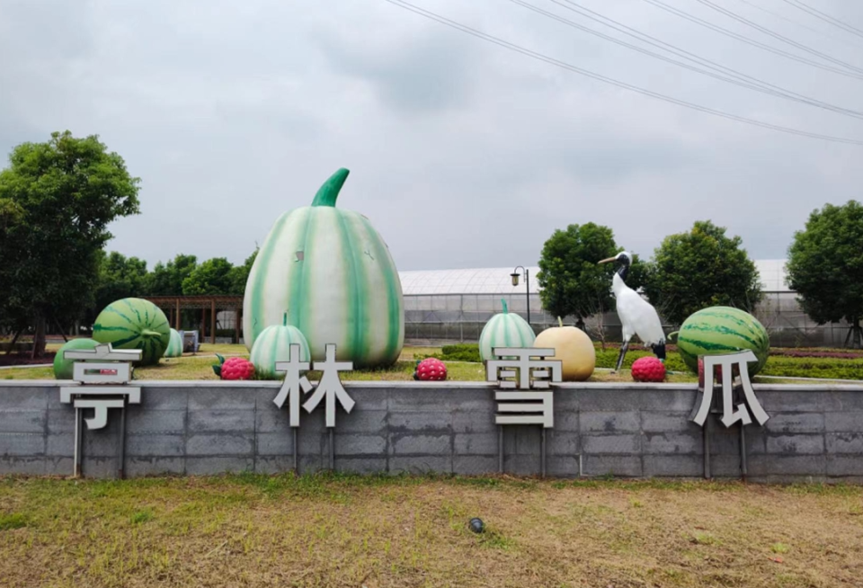 亭林雪瓜基地主要种植亭林雪瓜,草莓,"小皇冠"黄瓤西瓜,水果玉米,优质