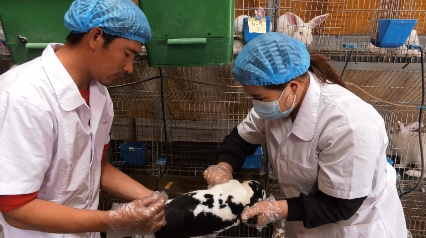 麦盖提县克孜勒阿瓦提乡其格勒克阔旦村买伟兰江兄弟兔子养殖合作社