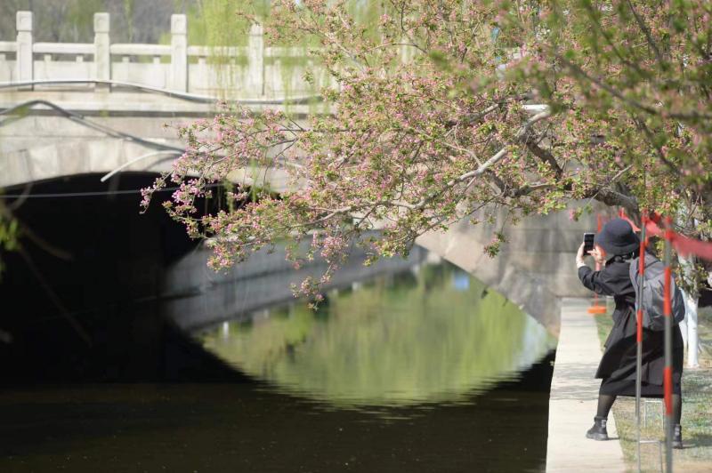 果冻海棠等28种海棠花次第开放,白色,粉色,红色的海棠花把元大都城垣