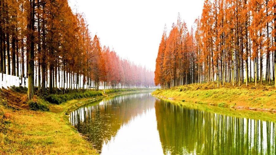 关注|推深做实林长制 绿满潜江林长治_腾讯新闻