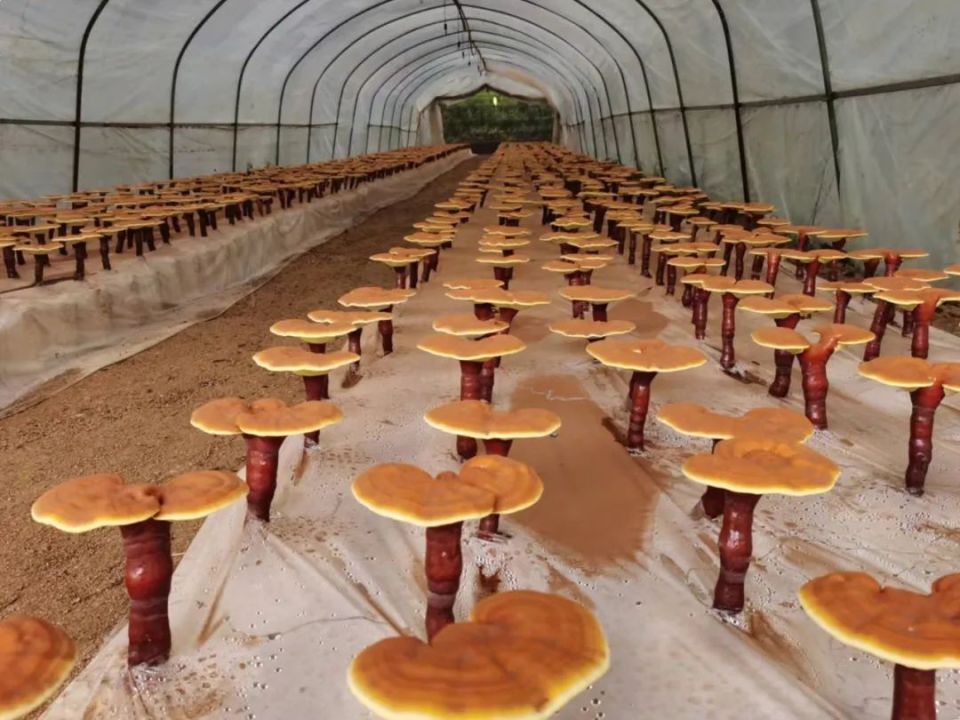 金寨县胭脂村的村民便开始将野生灵芝进行人工培育并广泛种植