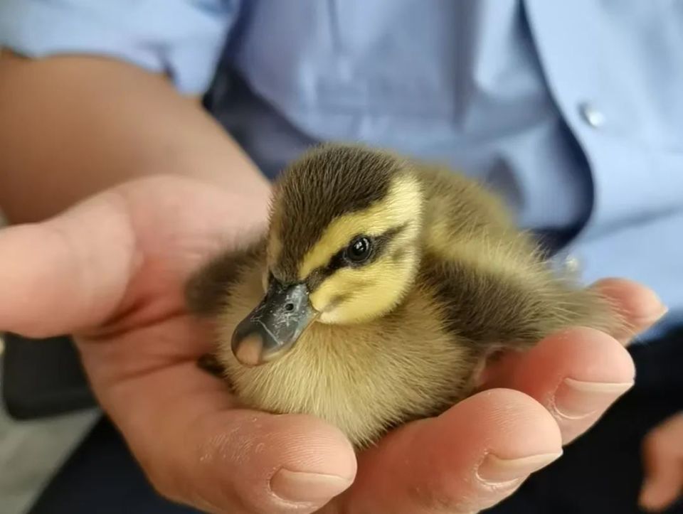 hahaha~ 这堂课换小鸭子讲!