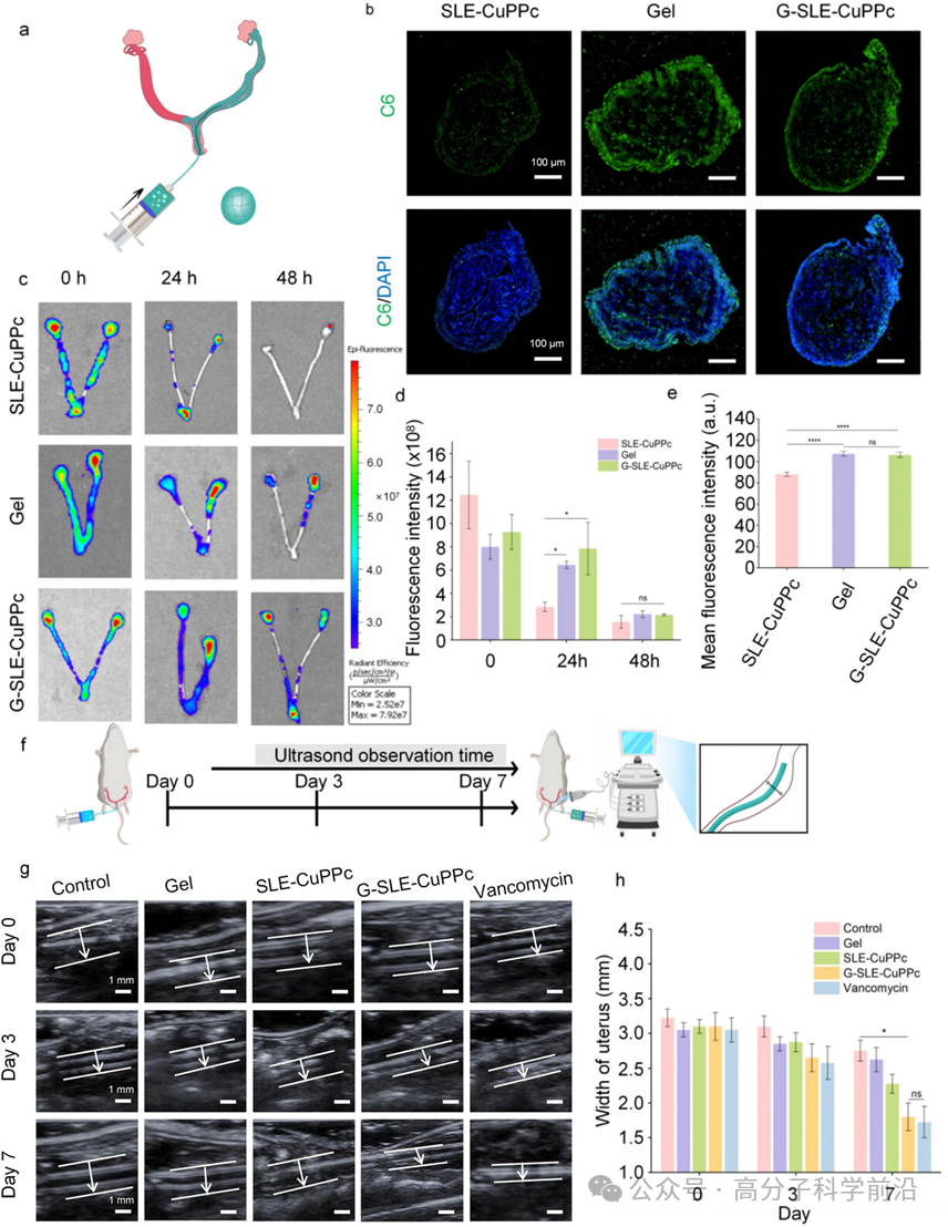 抗菌水凝胶怎么操作四川大学马朗、程冲、罗红团队《AFM》可注射刺状人工过氧化物酶复合水凝胶，用于生物适应性和协同对抗子宫内膜感染_https://www.jmylbn.com_新闻资讯_第6张