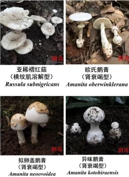 常见毒蘑菇图鉴