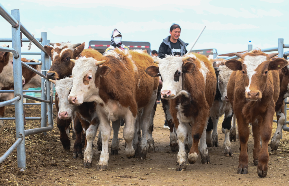 黑龙江甘南县:现代化一站式牲畜交易市场助力县域经济发展