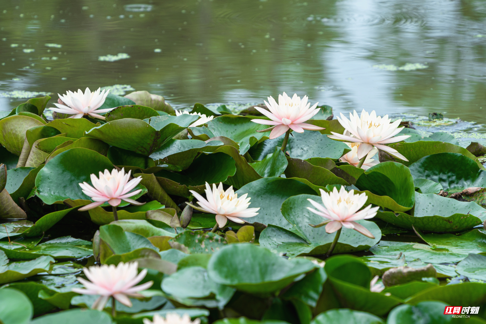 宜章县:睡莲"醒"来夏成诗