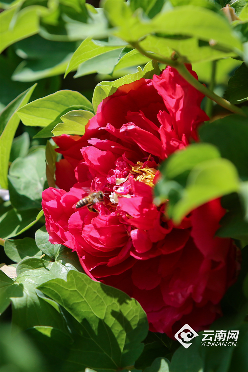 高清组图牡丹花开映春城