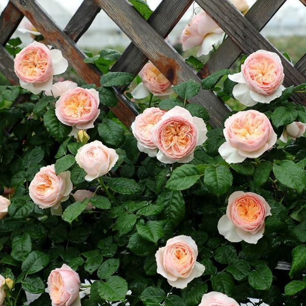 花展上,哪些月季品种值得一看?跟着我们先睹为快_腾讯新闻