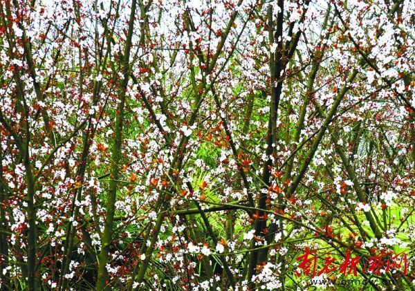 红叶李花开似雪粉白花海惹人爱