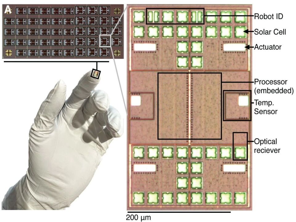 小鼠脑定位怎么固定追问daily ｜ 我们又搞错了？神经元断线后，靠的是物理重组，不是电活动！人格特质能预测一个人的死亡_https://www.jmylbn.com_新闻资讯_第5张